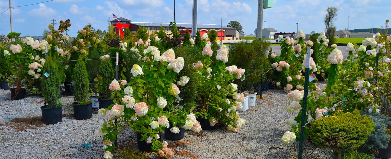 Plant Center Annual Nursery Auction Scheerer McCulloch